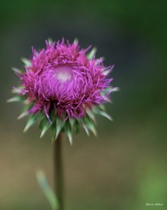 ©Glenn Althor www.http://obscurepieces.com/ Used with permission.