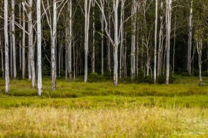 ©Glenn Althor www.http://obscurepieces.com/ Used with permission.