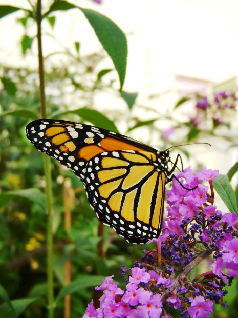 Monarch butterfly