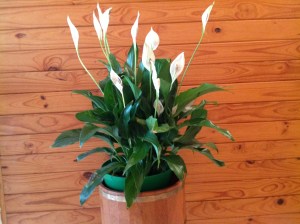 peace lilies