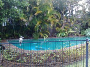 Kookaburra in my backyard