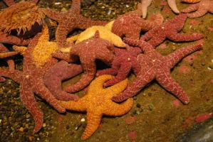 starfish