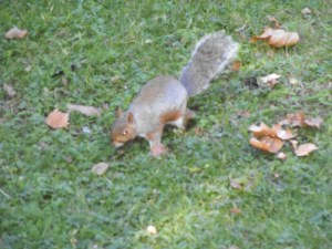 © Norah Colvin 2014