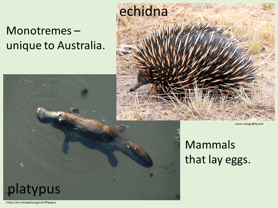 feeling-prickly-monotremes