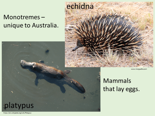 feeling-prickly-monotremes