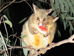 Watermelon by Peter Firminger https://www.flickr.com/photos/wollombi/251246865