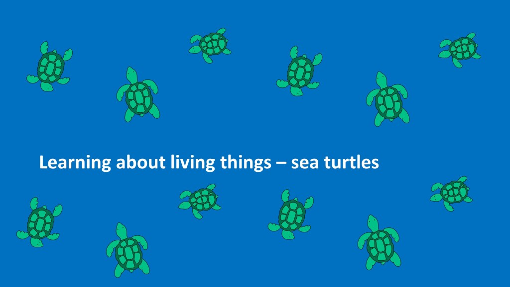 living things sea turtles