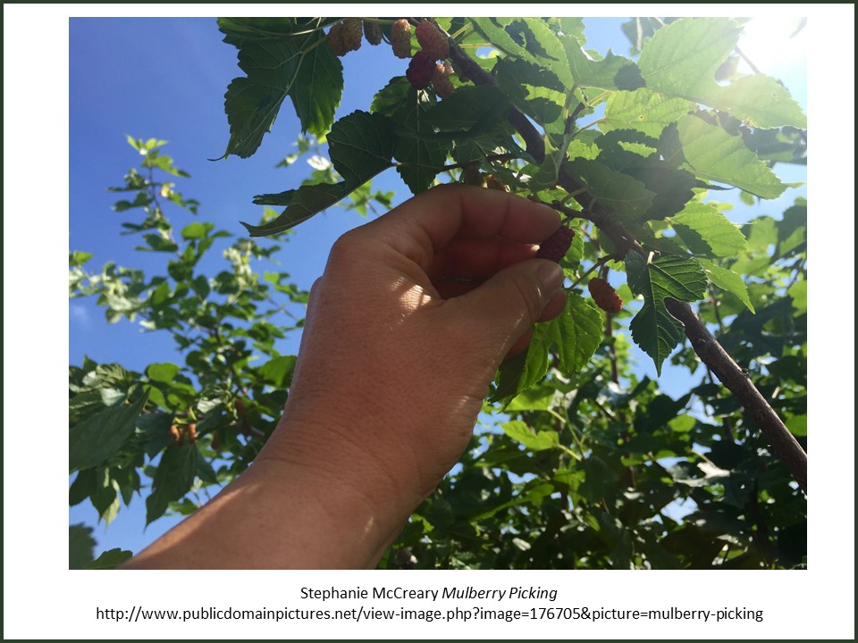 Mulberry picking
