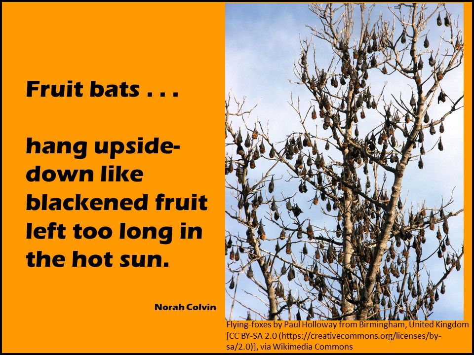 fruit bats hang upside down like blacked fruit