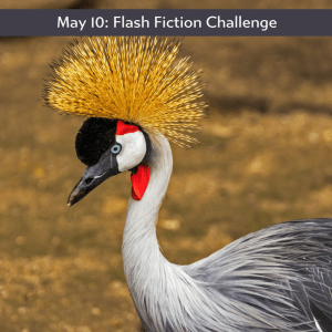 crowned crane as part of the Carrot Ranch flash fiction challenge
