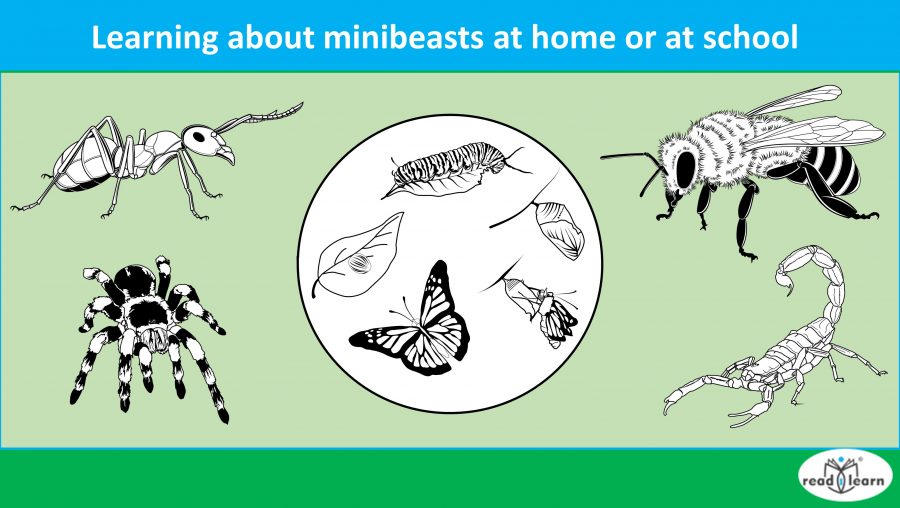 Learning about minibeasts at home or at school –&nbsp;#readilearn