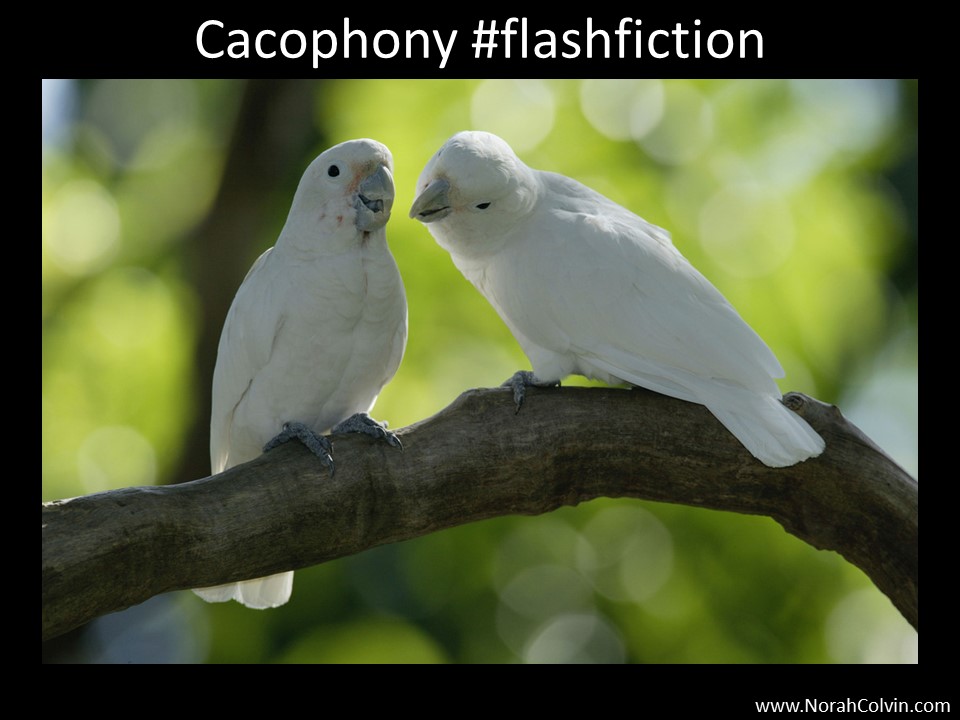 Cacophony #flashfiction