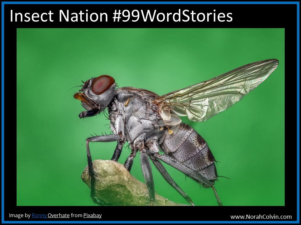 Insect Nation #99WordStories